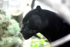 Panther - Symbol für die Madre