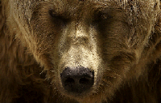 Der Bär, Verbündeter in der Kräutermedizin