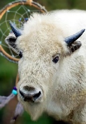 Weißes Büffelkalb - Wichtiger Spirit in der Lakota-Mythologie