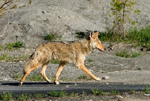 Coyote