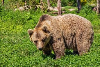 Hanunpa, der Bär