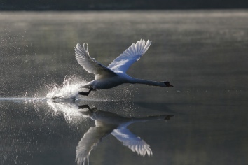 Die Natur des Bewusstseins